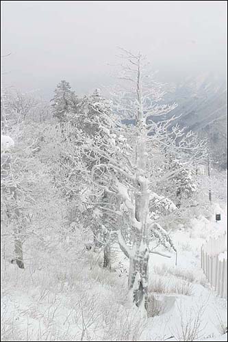 지난 주에 촬영한 덕유산의 설화 사진. 지리산의 겨울 풍경과 많이 닮아 있다. 